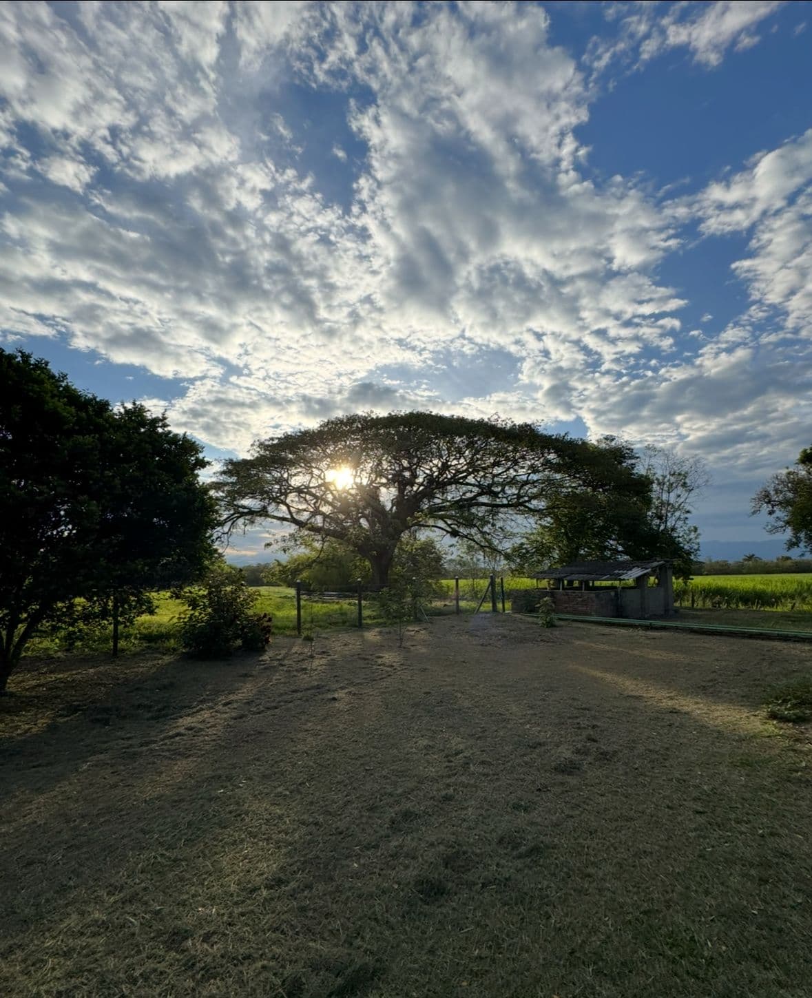 Pure Nature